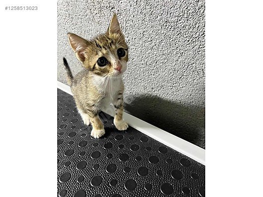 Free Cat for Adoption