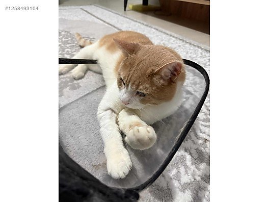 Urgently Looking for a Home