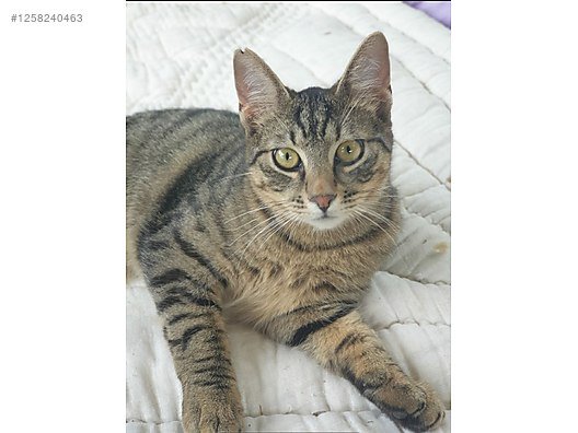 Loving Vaccinated Cat for Free Adoption