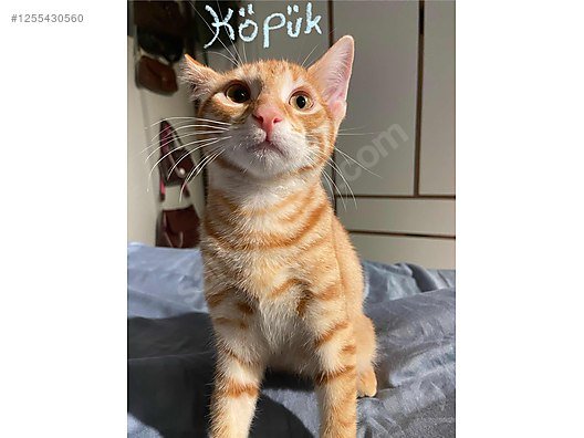Rare Female Tabby Kitten Looking for a Home!