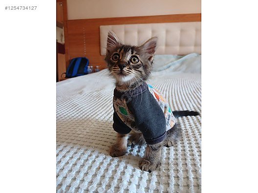 Tiny Zeyno is Waiting for a Family